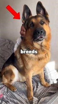 Top 5 Smartest and Most Obedient Dogs #shorts #animalfacts #guardanimals