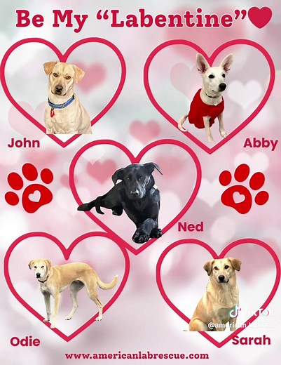 These pups would love to be your Furever Labentine! These beautiful labs are looking for their forever homes. They are all being fostered up in the northeast. To adopt one of these beauties, please go to our website www.americanlabrescue.com #americanlabrescue #fosterdog #rescuedog #adoptdontshop #foreverfamily