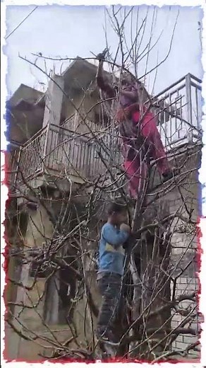 How to Prune Apple Trees | Step-by-Step Guide | Better Yield & Healthy Growth