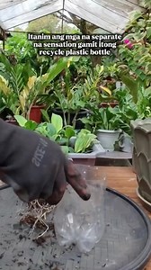 Update sa aking Spathiphyllum Sensation Node propagation na kaka transplant ko lang Mamalyn's Garden #spathiphyllum #Update #nodepropagation #homegardening #houseplants #happygardening #plantmom #HappyPlanting | Mamalyn's Garden