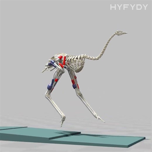 Emu running simulation