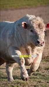 Charolais #charolais #cattlefarming #beefcattle