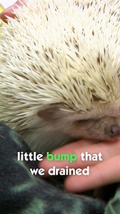 199K views · 3.8K reactions | Vet drains huge lump from tiny hedgehog 璉 | Vet On The Hill | Facebook