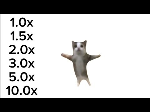 happy happy happy cat SPEED UP !