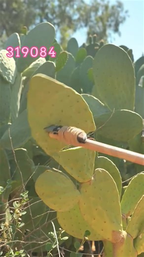 Part 2: View the tutorial pinned to the author's homepage to watch all their videos for free.#askreddit#redditespanol#tiktokspain #horror #historiasreddit