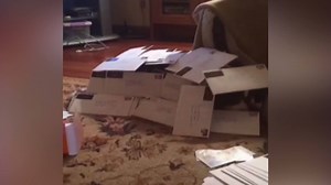 When you haven't check the mailbox in a while. | America's Funniest Home Videos
