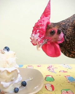 Hooray! New Rooster Joined Our Family - Suggest A Cute Name For Him! 😍❤ #chickensarefriendsnotfood #chickenwhisperer #petchickens #housechickens #housechicken #roosters #bantams #bantamsofinstagram #roostersofinstagram #chickens #chickenjoy #instachicken #instachickens #citychickens #chooksofinstagram #chooks #chickenkeeper #chickenmama #chickenlove #lovemychicken #mychicken #chickensarepetstoo #eatplantbased #eatplantsnotfriends #petchickensrock #amazonpets #viralreelsfacebook #shortstories #c