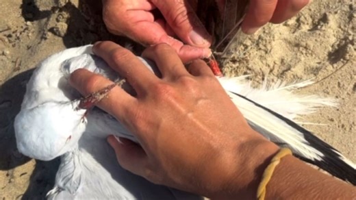 Kindhearted couple rescues seagull tangled in fishing line and helps it regain its freedom