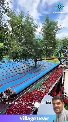 cherry picking machine | #shorts #cherry #fruits #picking #machine #automobile