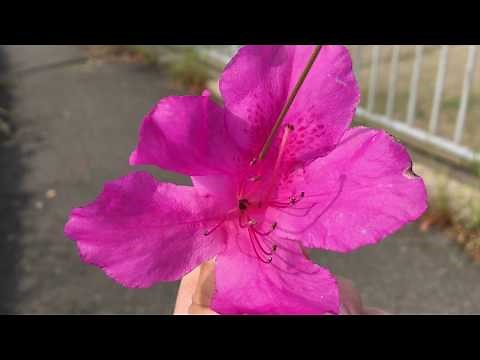 Let's observe the nectar guides on the azaleas and the bees.
