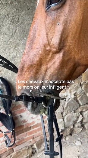 La relation cheval et mors : comprendre l'acceptation