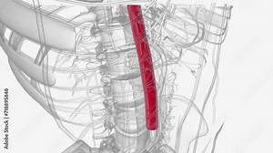 n human anatomy, the abdominal aorta is the largest artery in the abdominal cavity . Stock Video