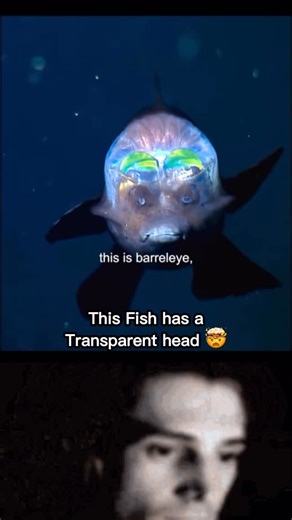 Beyond the stars on Instagram: "This Fish has a Transparent head #shorts Meet the Barreleye Fish — one of the most bizarre and fascinating creatures of the deep sea. Found at depths of up to 2,600 feet (800 meters), this fish has a completely transparent head, revealing its tubular eyes that point upwards through the dome-like head to detect prey in the pitch-black ocean. Despite its small size (about 6 inches), its alien-like appearance has stunned scientists since its discovery. Its see-throug