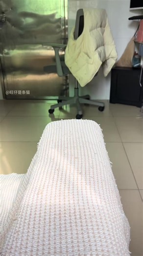 Video Mèo Con Vui Nhộn: Con Tiện Tì Nhà Ngươi