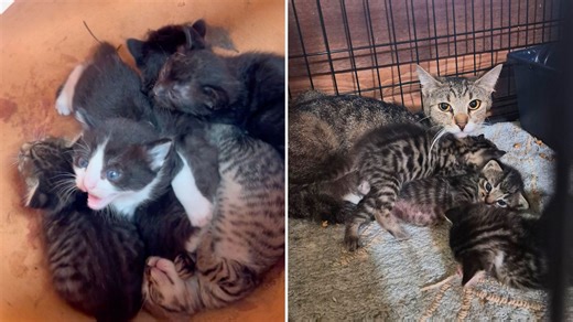 Animal rescuer saves kittens found in flower pot in Home Depot | Happily TV