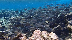 2.2K views · 49 reactions | This is a group of young parrotfishes 錄朗 | Aruba Outdoor Adventures | Facebook