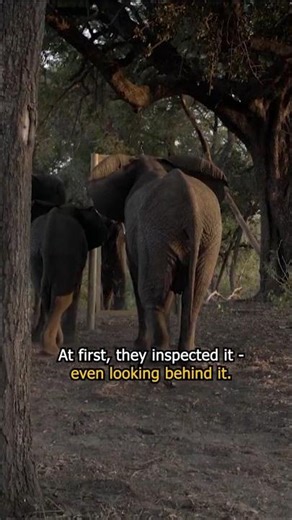 Elephants Can Recognize Themselves in a Mirror