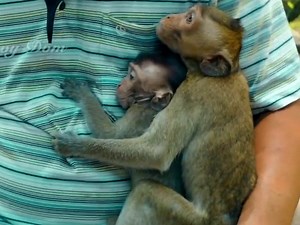 12K views · 335 reactions | The poor newly released pet monkey so scared, hugs her owner and cries, begging him not to leave her alone. The pet owner feeds her for the last time before leaving. Extremely poor baby monkey #monkeys #babymonkey | Joshua Norris | Facebook