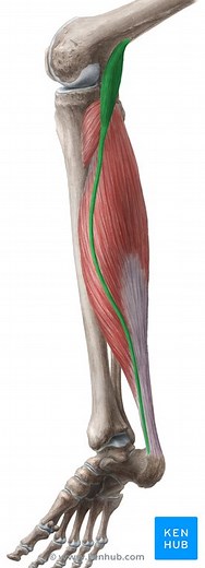 Musculus plantaris