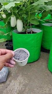 587K views · 15K reactions | पौधों मे राख का प्रयोग, मुफ्त की खाद, कीटनाशक और फंगीसाइड जानें उपयोग करने का तरीका | Terrace & Gardening | Facebook