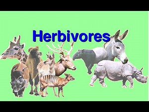 What are Herbivores -Video for Kids