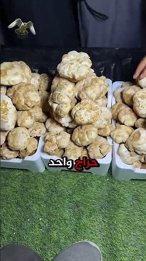 حراج الفقع حفر الباطن اليوم 2025.1.17 الجمعة #فقع #مزاد_فقع #كمأة #ترفاس #عرعر #زبيدي #رجاوي
