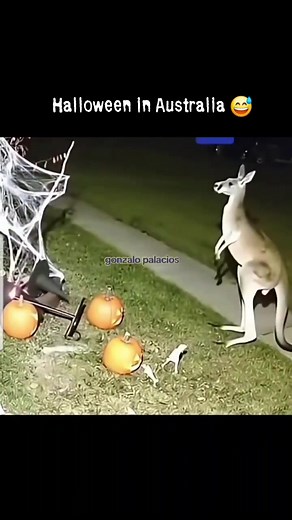 Halloween in Australia | ConspiracyTheorist Gary