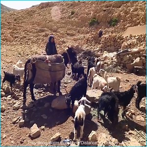 529K views · 5K reactions | They Bring Water from Long Distance by Donkey - Iran Nomadic Lifestyle | Food Blog | Facebook