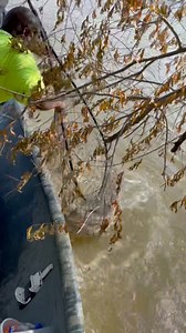 1M views · 15K reactions | Big Ole Missouri River flathead catfish on limbline! Corey & Steph #midwest #fb #midmissouri #catfishing #catch #eberlinboats #fbreelsviral #fbreelsfypシ゚ #fbyシvideo #viralpost2025 #Mizzou #missouririver #Missouri #fishing #fishinglife #angler #limbline | Corey & Steph | Facebook