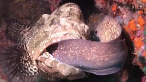 23K views · 487 reactions | Never Give Up Grouper vs Moray Eel Moray eels produce slippery substance, acting as protective mucus, which covers their body. Mucus of some species contains toxins. (c) | Ocean Reality Channel | Facebook