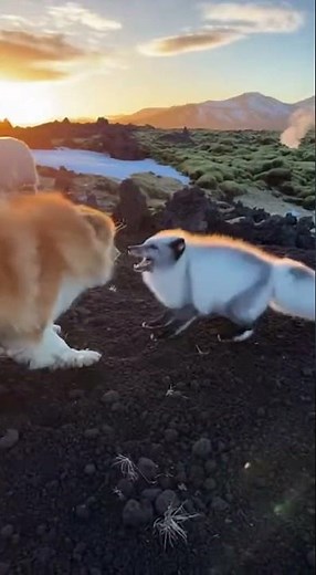 Icelandic Sheepdog: Guardian of the Fjords