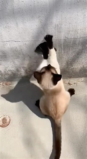 Cat catch Mouse so fast💨看喵的速度有多快🐈#catandmouse #catbehavior #siamesecat #cat #huntercat #hunter #fy