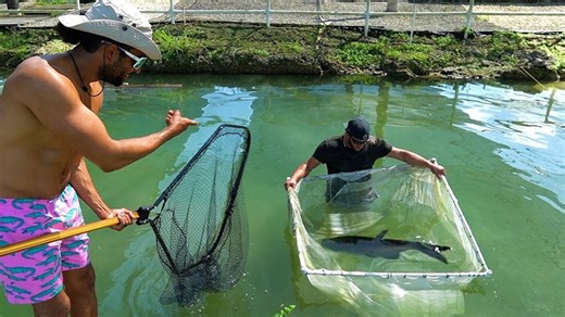 Catching pet sharks out of a freshwater pond