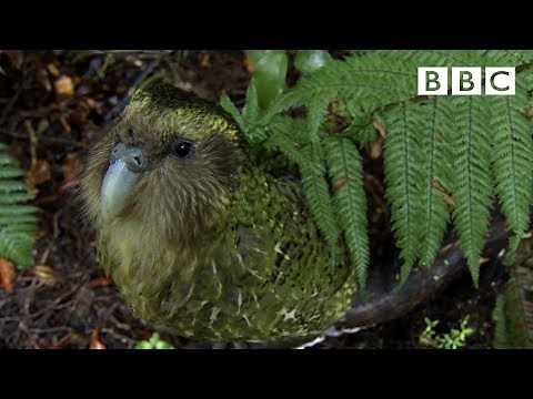 The cute and clumsy flightless parrot | Natural World: Nature's Misfits - BBC