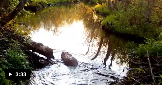 Time-lapse of a beaver building a dam overnight - Video