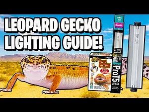 Leopard Gecko Lighting Guide!