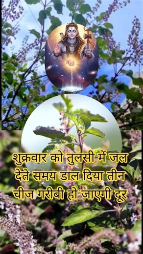 शुक्रवार को तुलसी में जल देते समय या तीन चीज डालने से गरीबी हमेशा के लिए दूर हो जाएगी#shortvideo