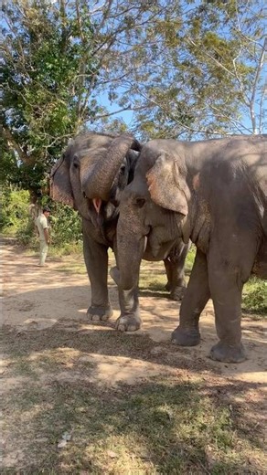 A sign of loved 20 years friendship Iplock and Chi Youl 🐘❤️ #elephant #keffamily #kef #chimean