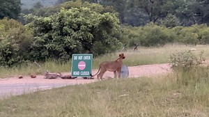 This morning at Matjulu River Bridge H3, KNP. Lions also seem keen for the gravel road to open again. 😉 Moving some of the rocks and branches, too. Assuming these are the lions known as the Matjulu pride/males. SA Today | SA Today
