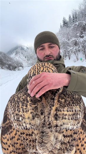 Филин любить обнимашки#филин #любовь #доверие #топ #2026