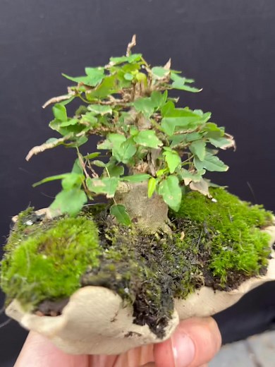 Trident | Nick Sebesta