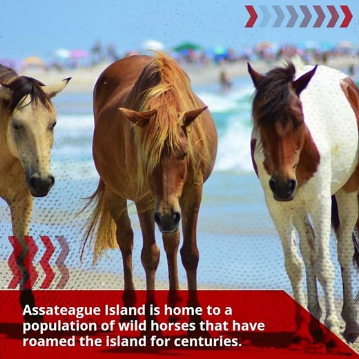 Assateague Island, Maryland