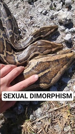 SEXUAL DIMORPHISM in Burmese Pythons
