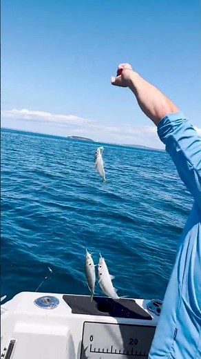 Shimano Fluorocarbon Sabiki Rigs 🎣