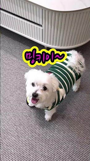 [Minky with 500,000 Cumulative Views] Talking Dog Minky #cuteanimals #GeniusDog #cute #RaisingAni...