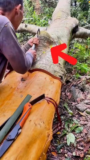 7.2K views · 47 reactions | 38Can a cinnamon tree survive after being completely stripped of its bark #PlantFacts #Cinnamon #Cassia #CinnamonBark #Spices#foryou | Holden Kramer | Facebook