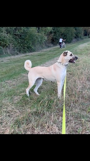 103 reactions | Ceylan Gibi Köpek #kangaltr #kangaldogs #dog #dogs #animal #lovedogs | Dagistan Ozturk | Facebook