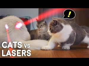 Cats vs Lasers Compilation