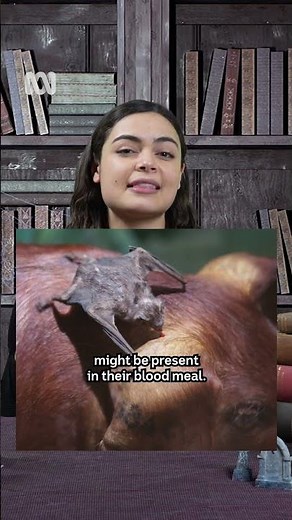 Can vampires get syphilis? #Vampire #Disease #Science #Shorts