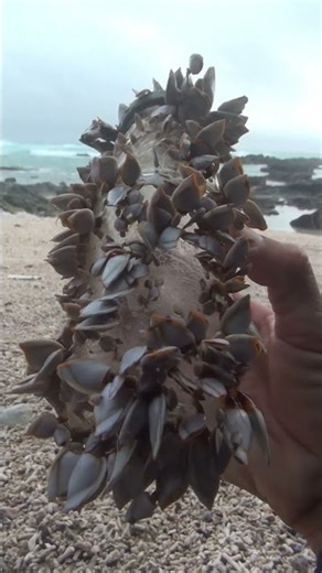 Devil's razor clams cling to glass bottles